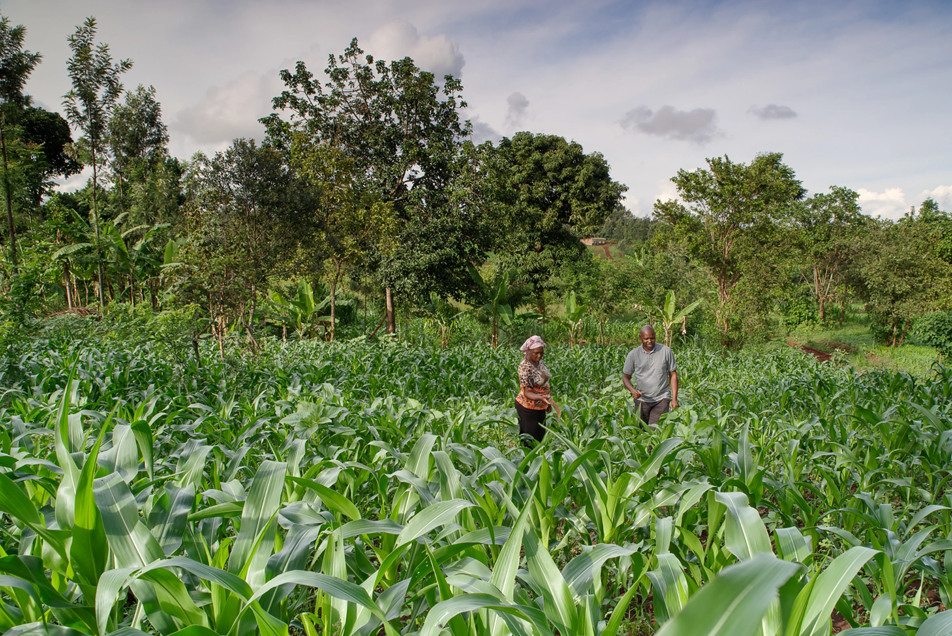Farm Africa Monica