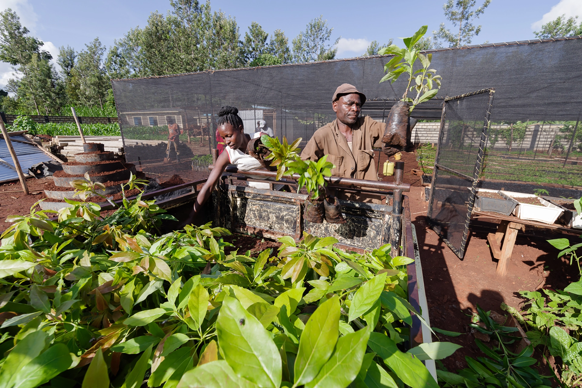 Farm Africa seedling distribution