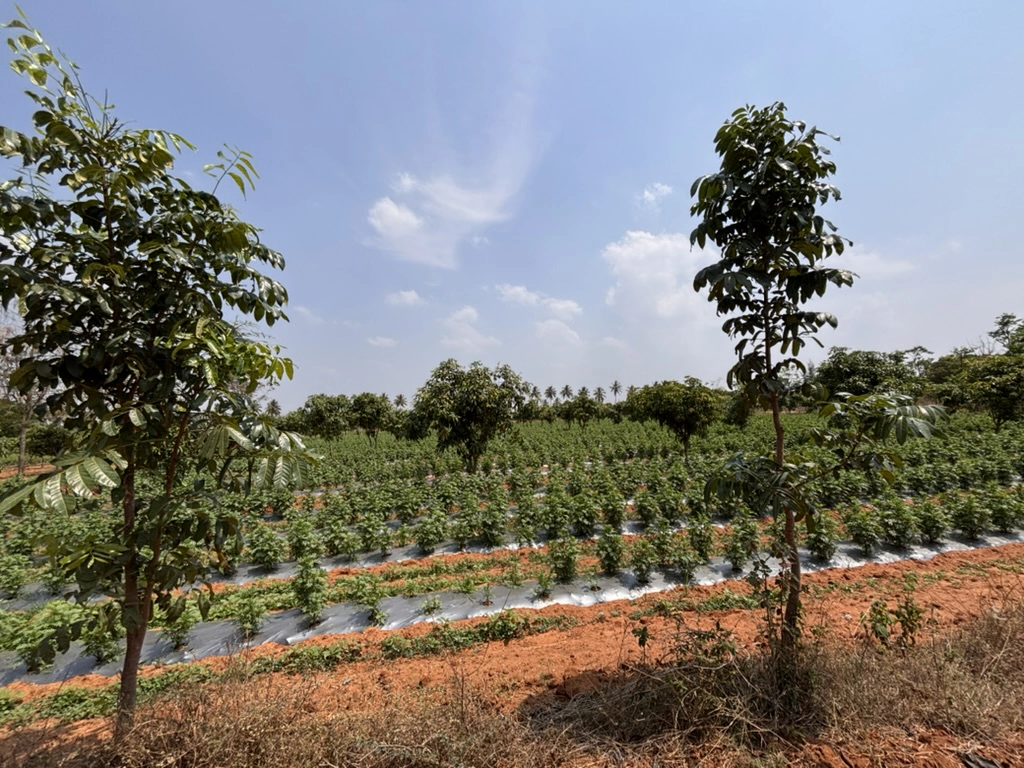 NABCONS farmer plot