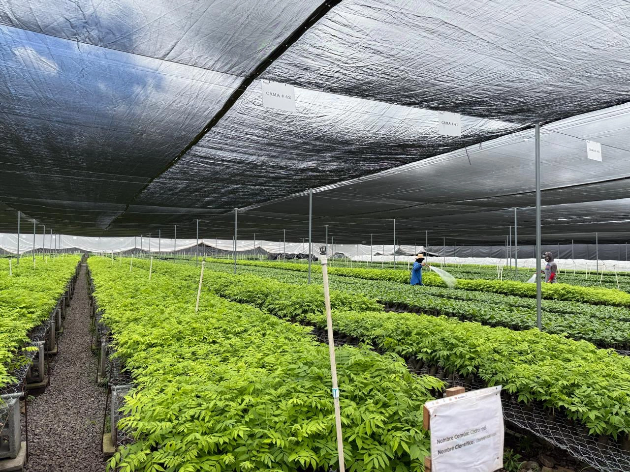 Solidaridad Nicaragua tree nursery