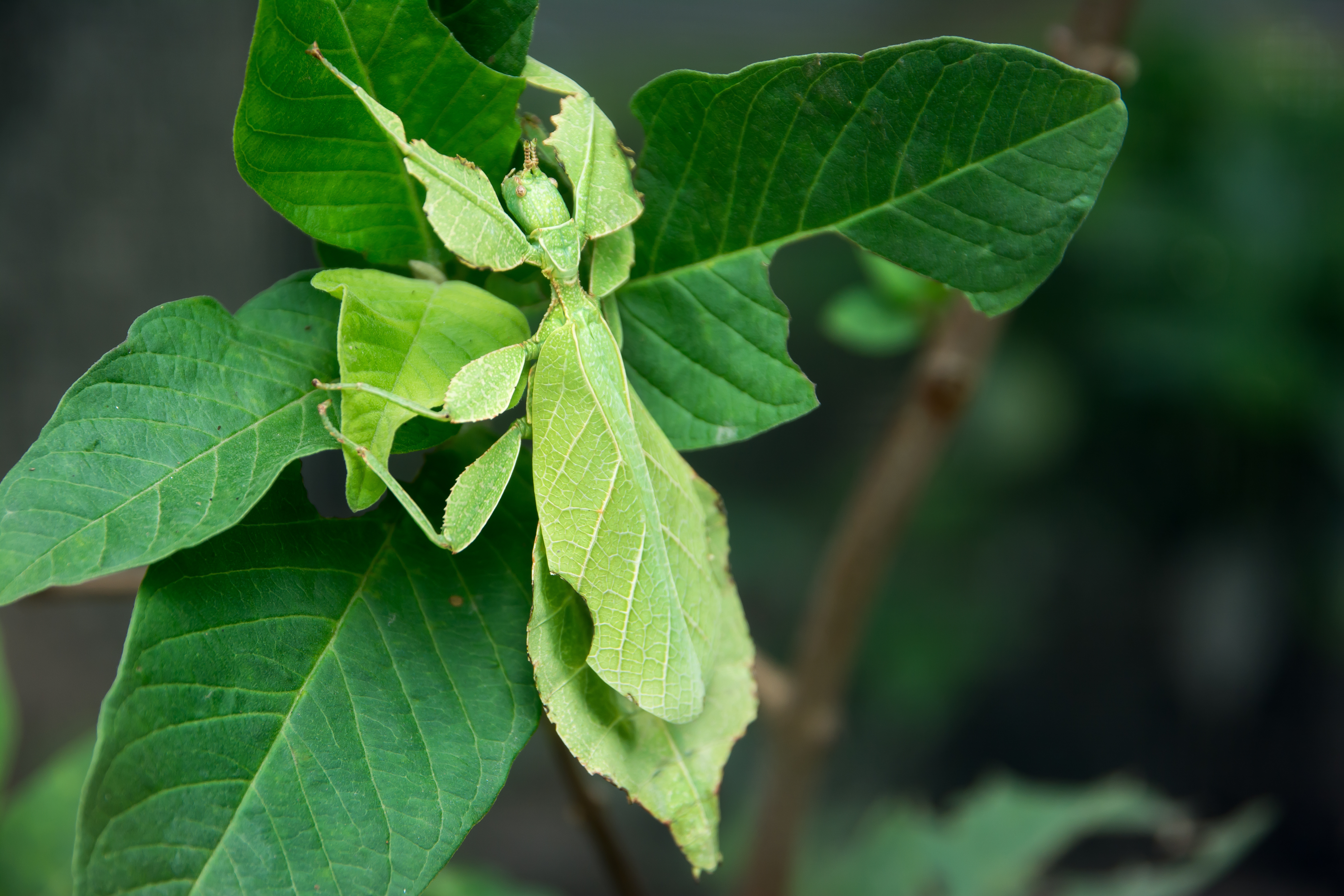 An insect on a leaf