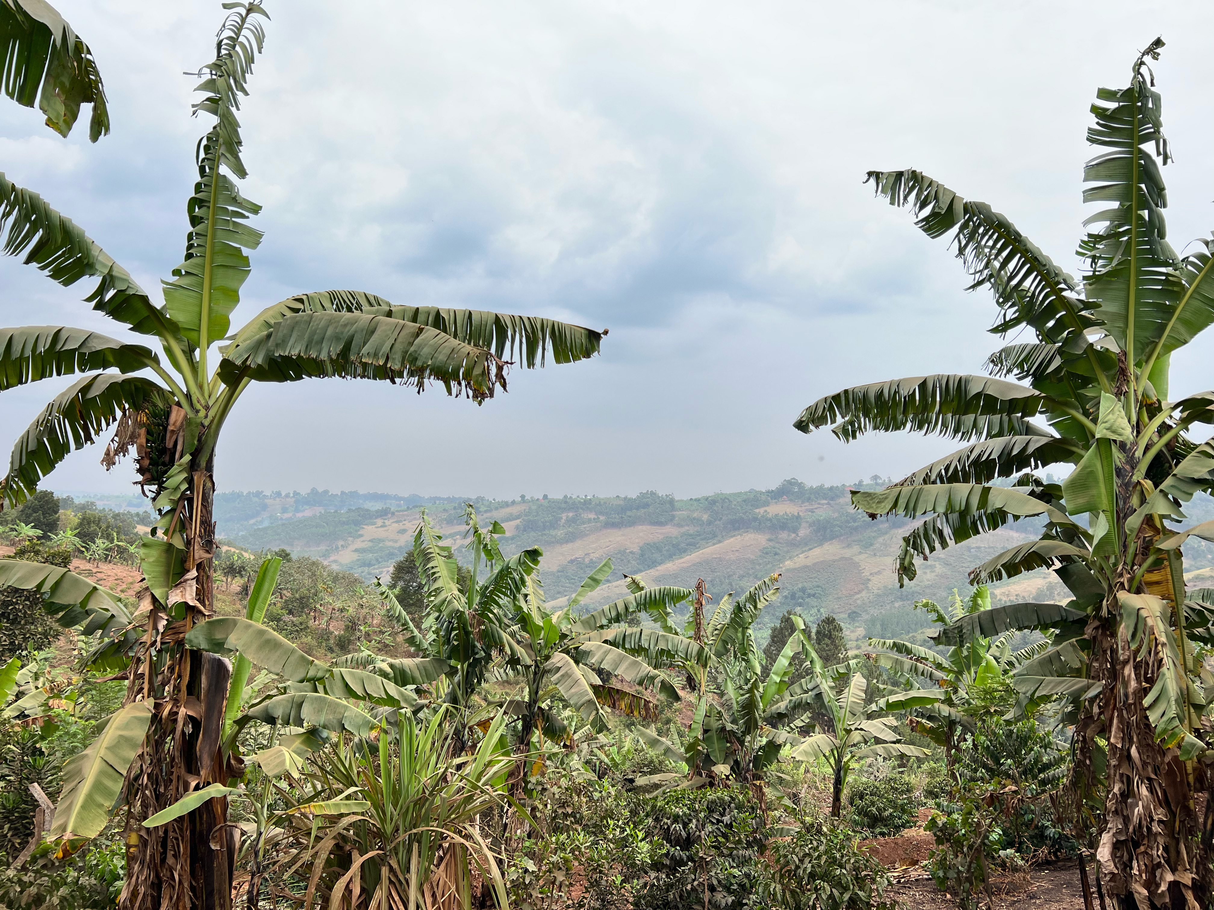 Tanzania Agroforestry
