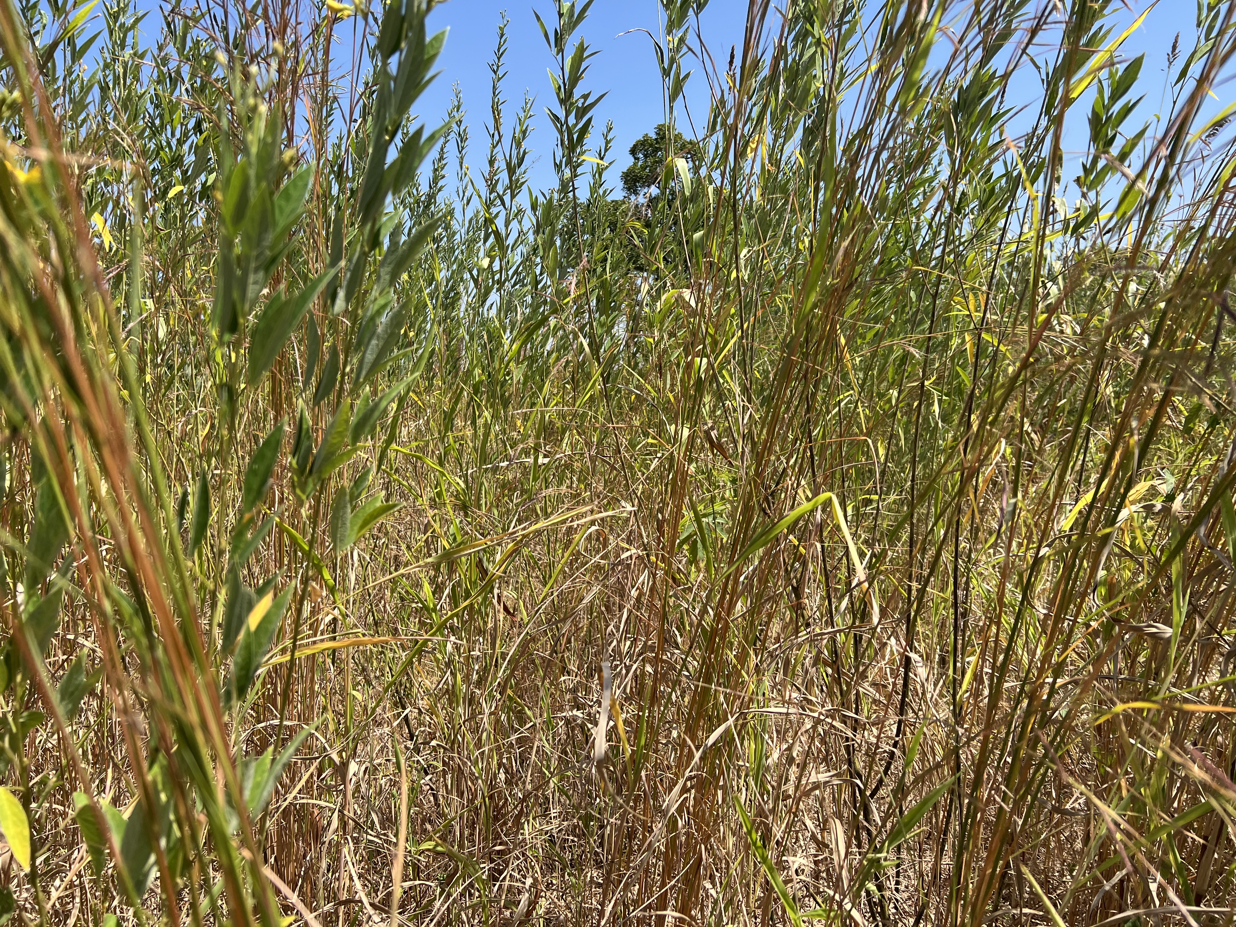 The foreboding wall of grass