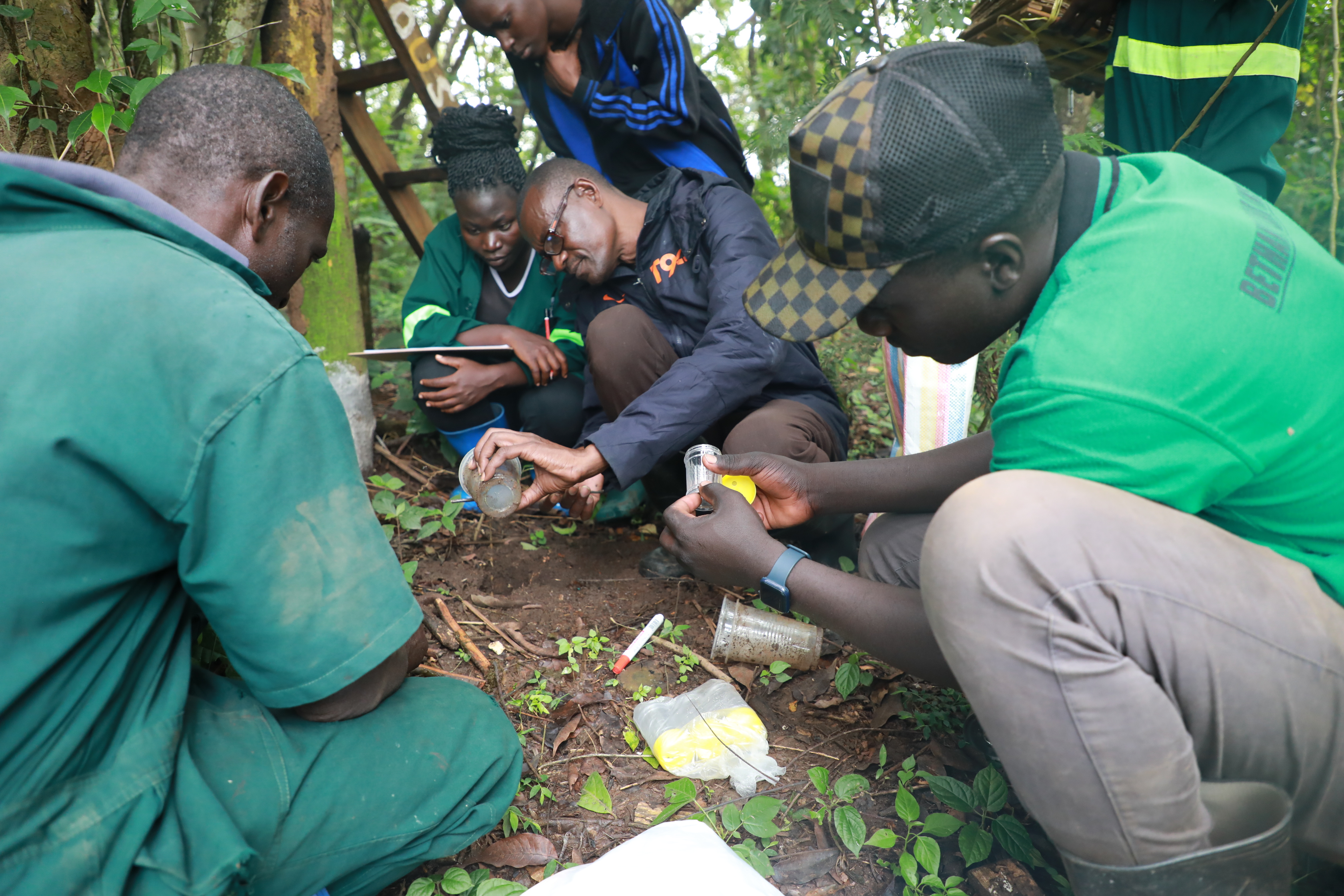 Beetle trap setting for underground assessment