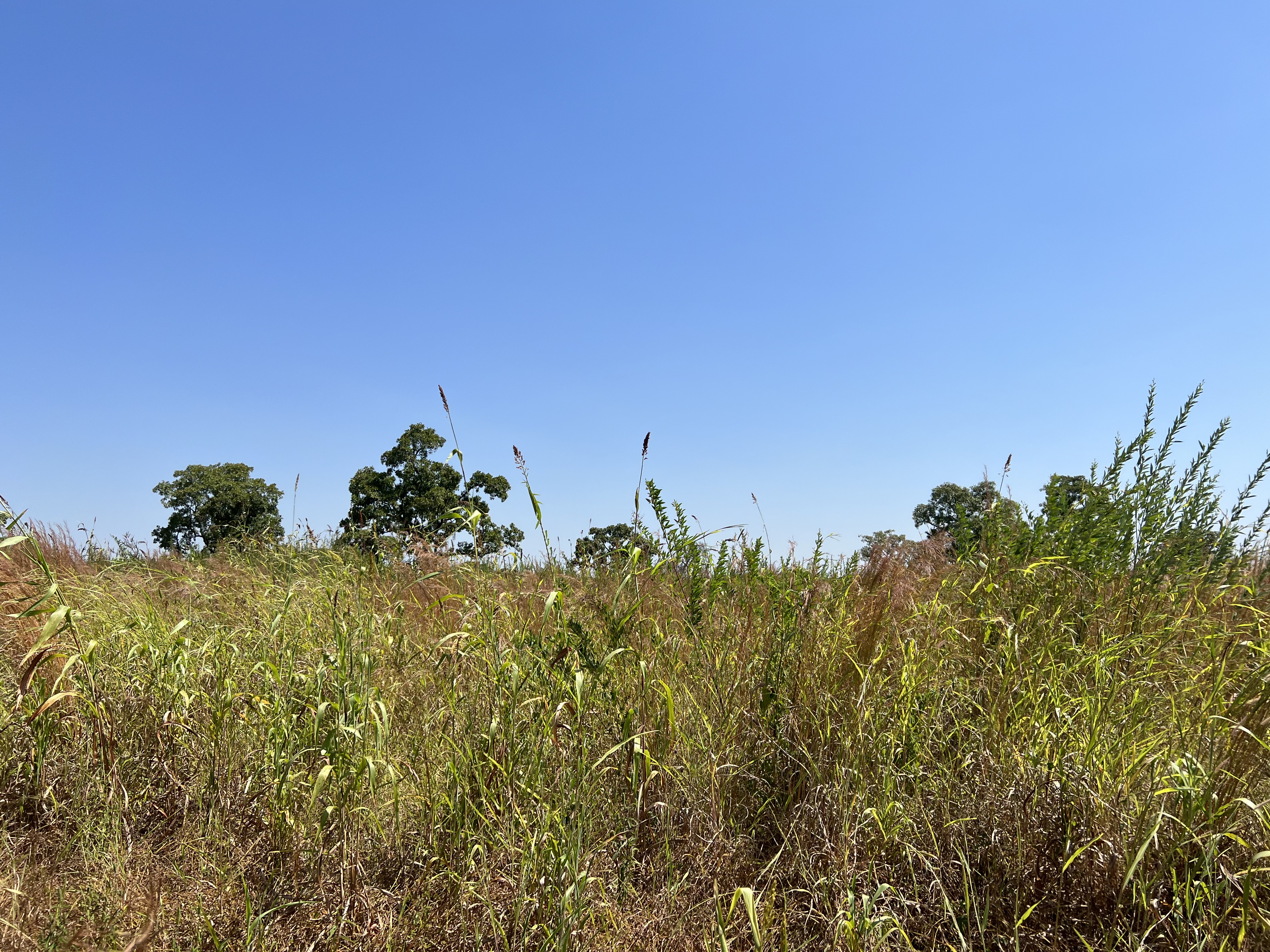 Grassland