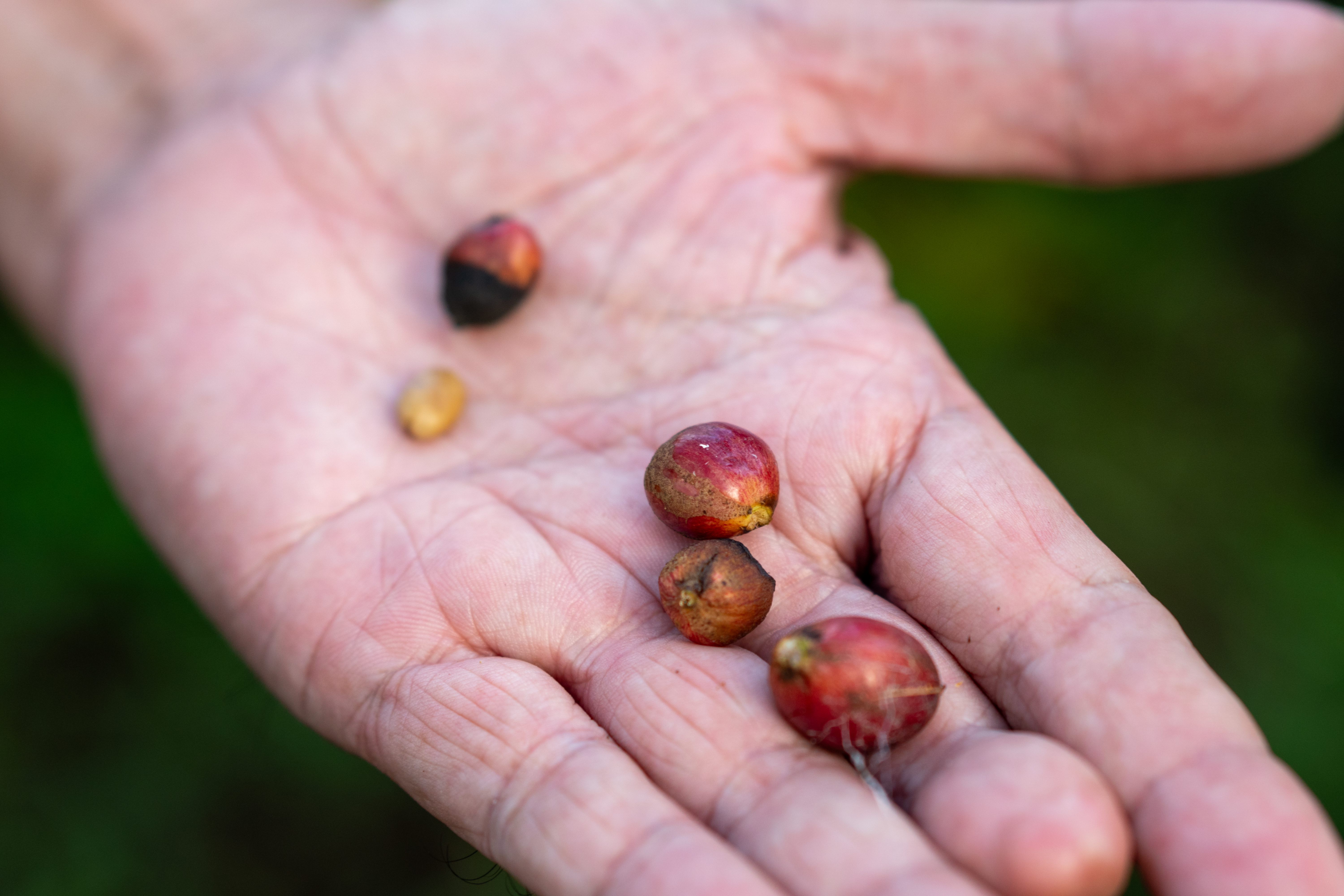 Coffee Cherries by Jane Alice Liu