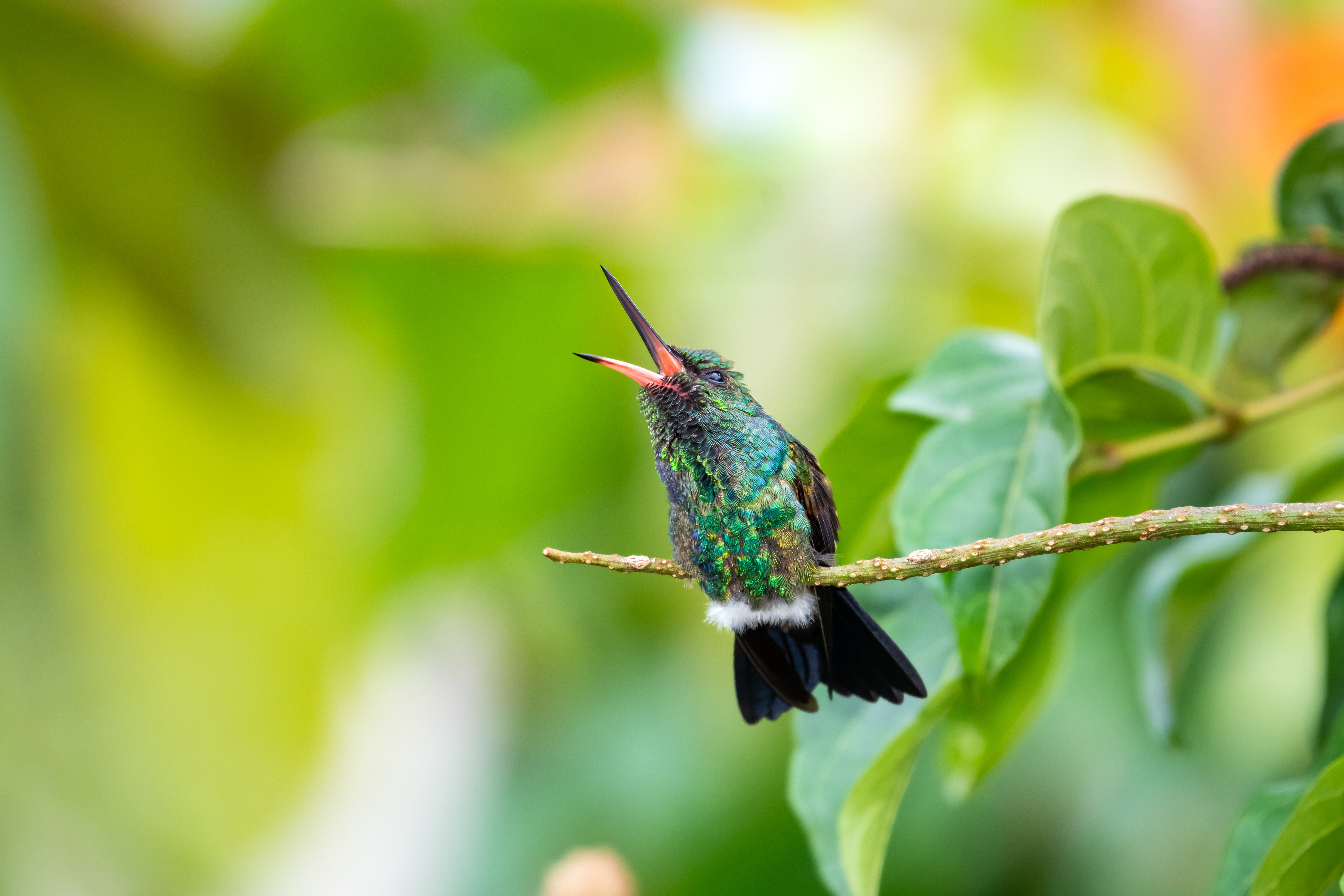 A hummingbird calling