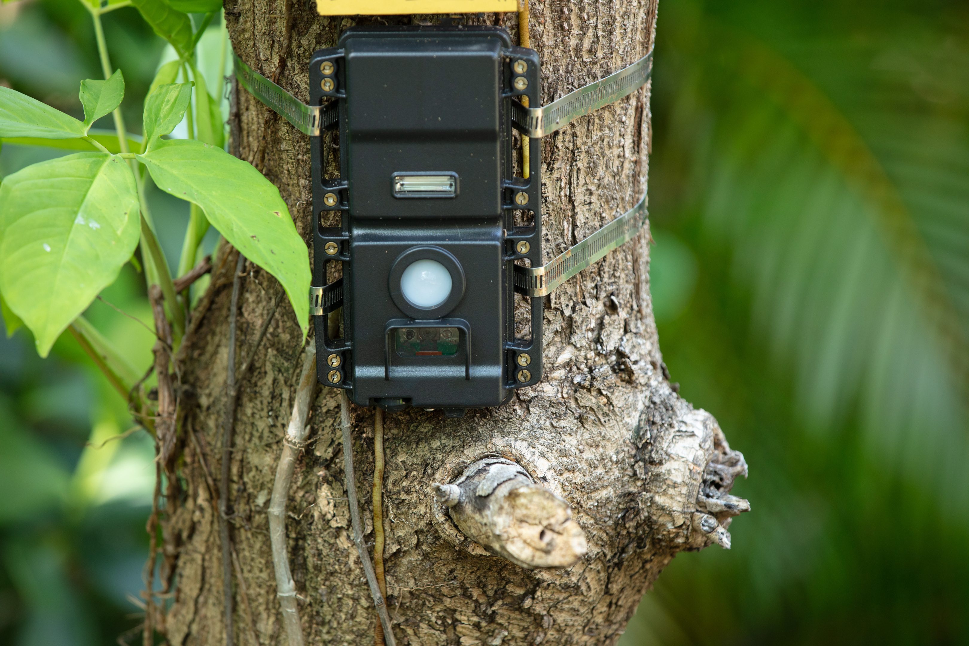 A camera trap