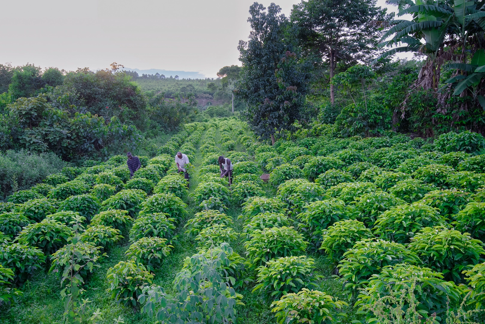 Solidaridad Uganda farmers harvesting