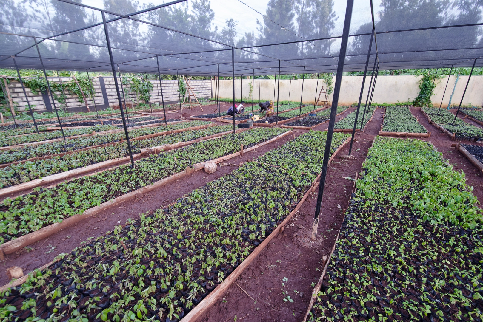 T4K nursery